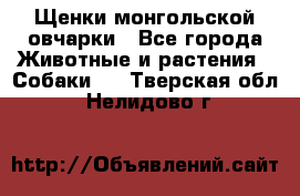 Щенки монгольской овчарки - Все города Животные и растения » Собаки   . Тверская обл.,Нелидово г.